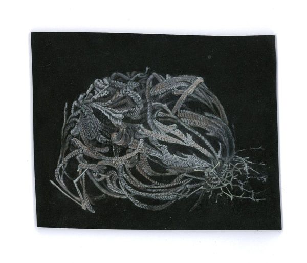 Anastatica Hierochuntica I, 2017, Coloured pencil on paper, 8,5 x 10,5 cm.