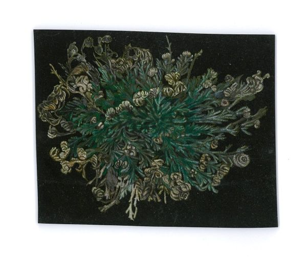 Anastatica Hierochuntica II, Resurrected, 2017, Coloured pencil on paper, 8,5 x 10,5 cm.