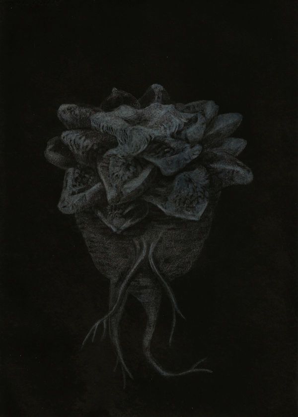 Ariocarpus Fissuratus Var. Hintonii, 2020, Mixed media on paper, 29,5 x 21 cm.