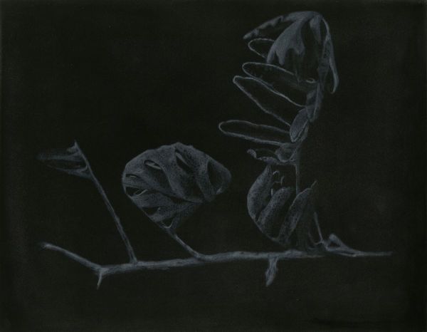 Pleopeltis Polypodioides, 2017, Mixed media on paper, 40,5 x 48 cm.