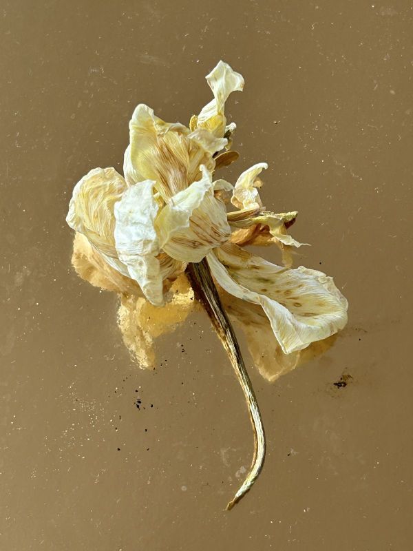 No.16, 2025, Fine art pigment print, 12.7x17 cm