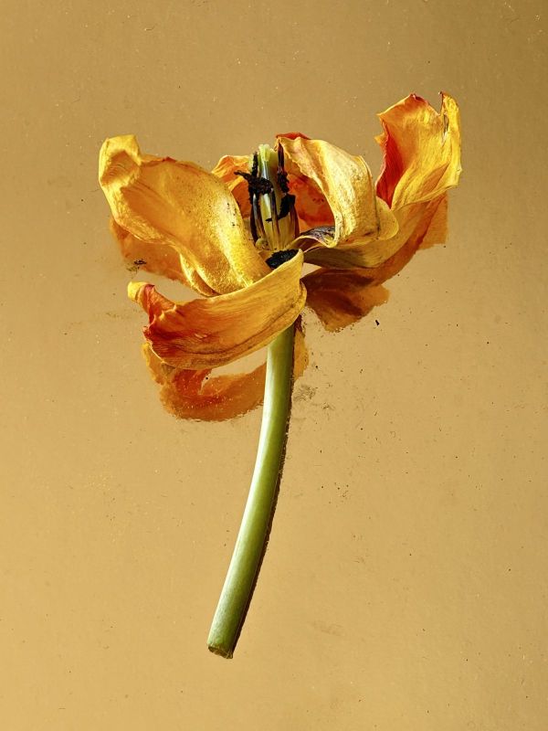 No.17, 2025, Fine art pigment print, 12.7.17