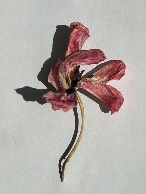 No.19, 2025, Fine art pigment print, 12.7x17 cm