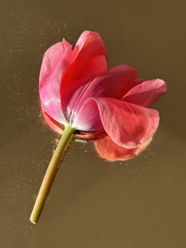 No.24, 2025, Fine art pigment print, 12.7x17 cm