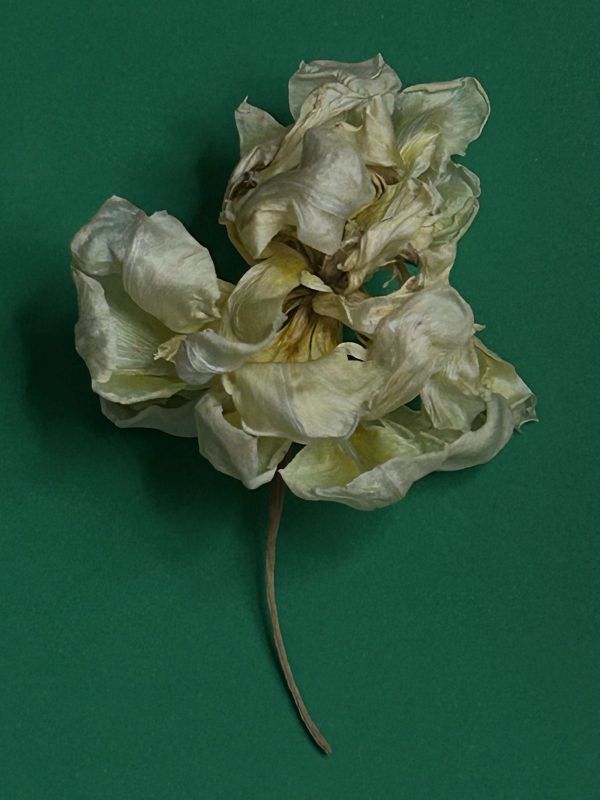 No.30, 2025, Fine art pigment print, 22.5x30 cm