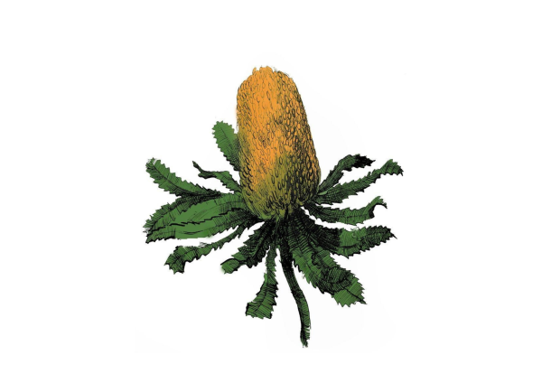 Thorn, 2020, Ecoline and marker on paper, 26.5 x 15.5 cm