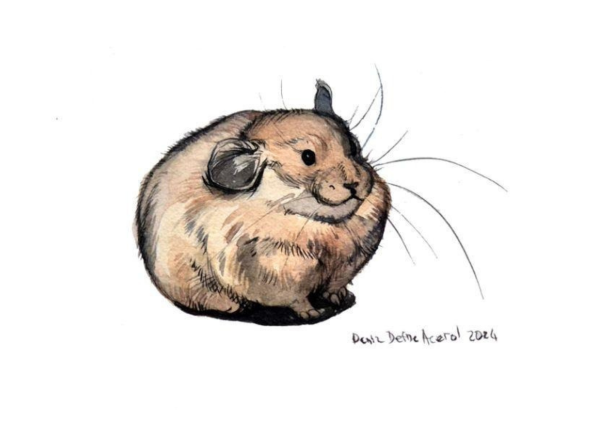 Pika, 2024, Watercolor on paper, 28 x 13 cm