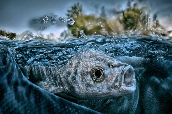 Van, 2021, Unique Archival Pigment Print, 75 x 110 cm