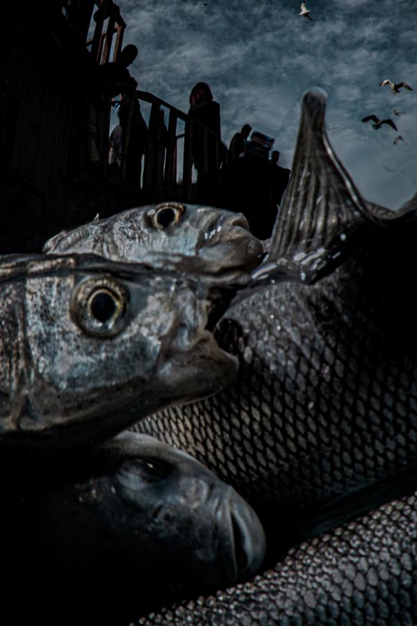 Van, 2019, Unique Archival Pigment Print, 110 x 75 cm