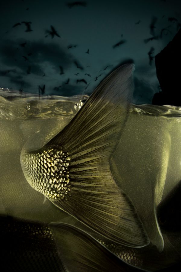 Van, 2018, Fine art print, 110 x 75 cm