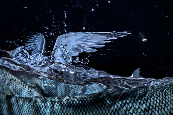 Van, 2019, Unique Archival Pigment Print, 75 x 110 cm