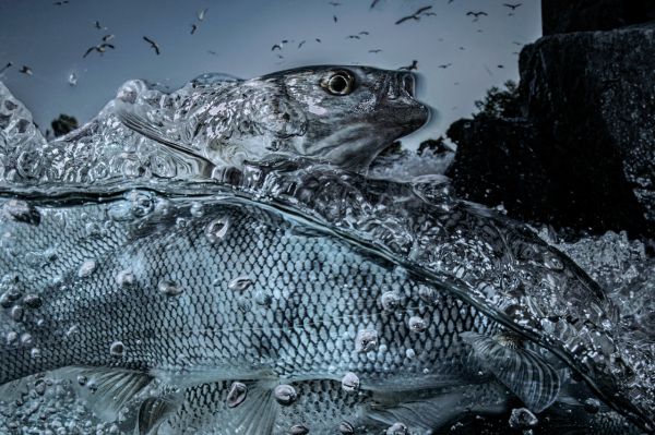 Van, 2019, Unique Archival Pigment Print, 75 x 110 cm