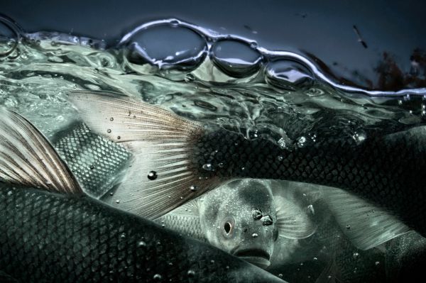 Van, 2019, Unique Archival Pigment Print, 75 x 110 cm