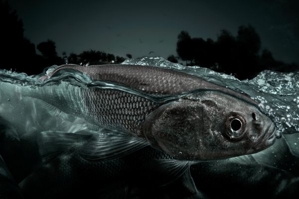 Van, 2019, Fine art print, 75 x 110 cm