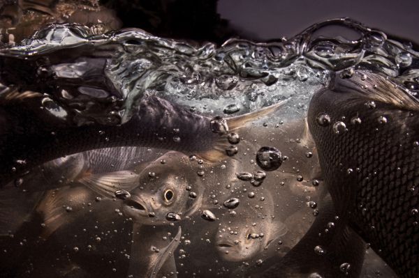 Van, 2019, Fine art print, 75 x 110 cm