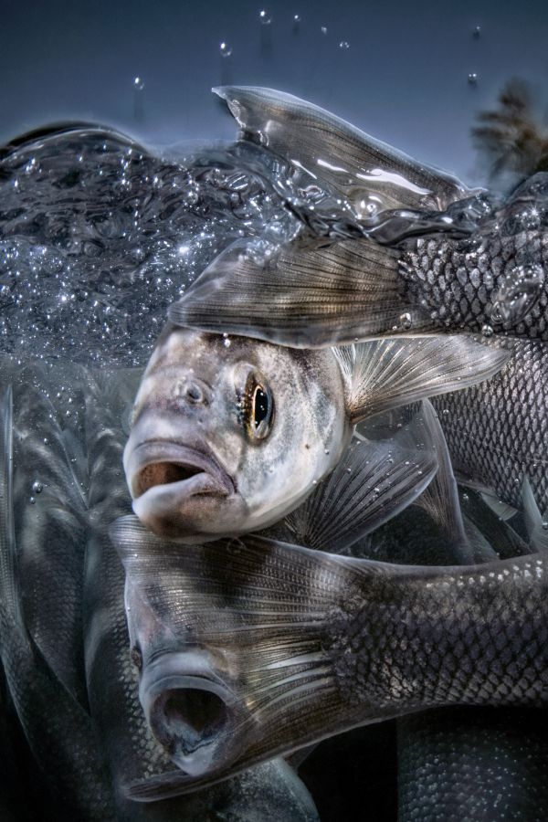 Van, 2021, Fine art print, 110 x 75 cm