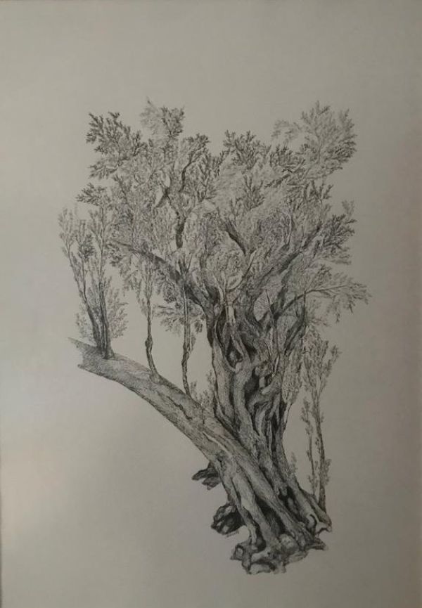 Old Olived Tree II, 2022, Ink on paper, 70 x 50 cm.