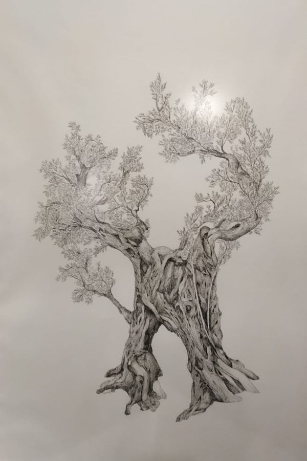 Old Oive Tree, 2022, Ink on paper, 100 x 70 cm.